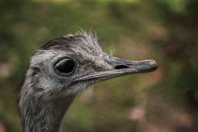 Close-up of a bird looking away