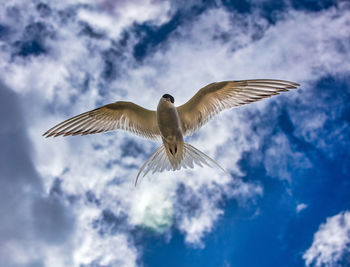 Low angle view of seagull flying in sky