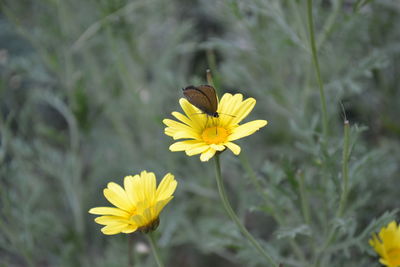 Close-up of bee pollinating on yellow flower