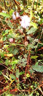 High angle view of flowering plants on land