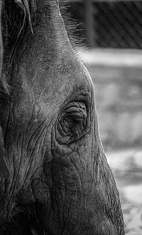 Close-up of elephant in zoo