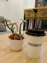 Close-up of potted plant on table