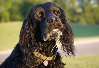 Close-up portrait of black dog