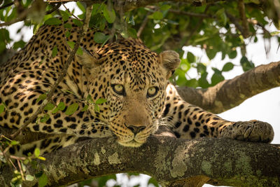 View of cat on tree