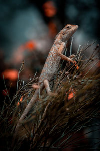 Close-up of lizard on tree