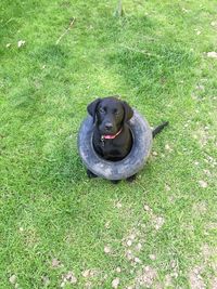 High angle view of dog on field