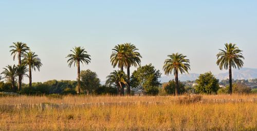 Palm trees on field against clear sky
