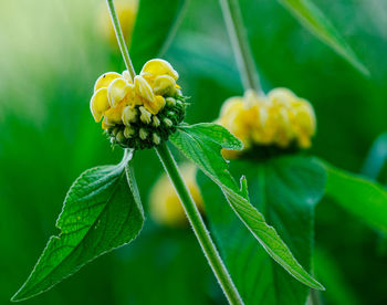 Close-up of yellow flowering plant