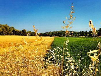 Crops growing on field against sky