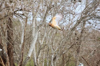 Bird flying over bare trees