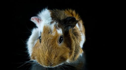 Close-up portrait of hamster against black background