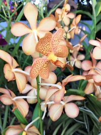 Close-up of flowering plant