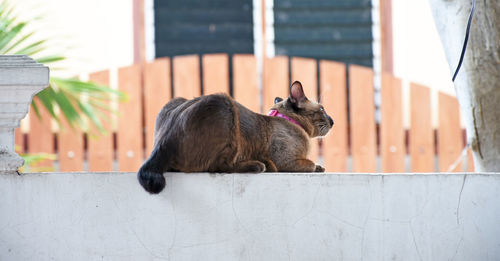 Brown thai cat on a concrete fence