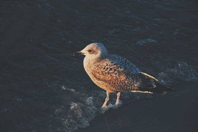 Seagull in water