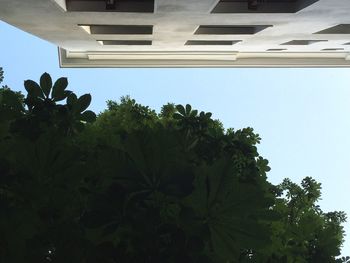 Low angle view of trees against clear blue sky