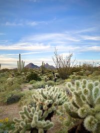 Cactus growing on field against sky