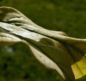 Close-up of fresh green leaves