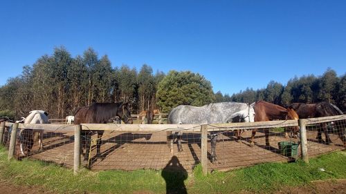 horse