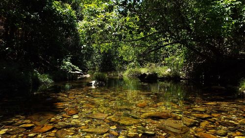 Scenic view of lake in forest