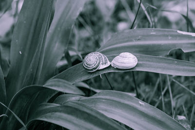 Close-up of snail on plant