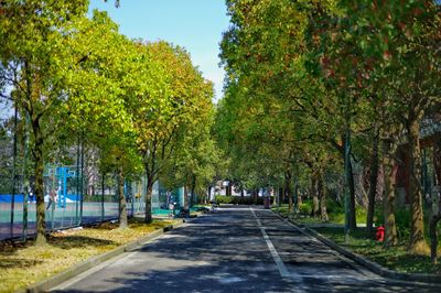 Road amidst trees in park