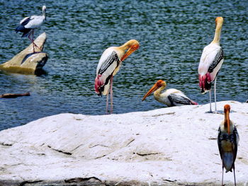 Painted storks on rock at lakeshore