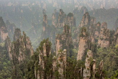 Panoramic view of pine trees in forest