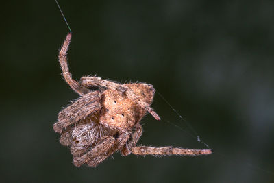 Close-up of spider on web