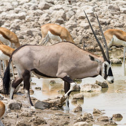 Oryx at water hole