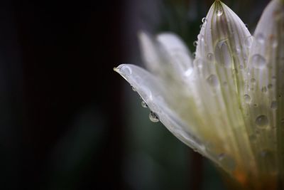 Close-up of raindrops on white flower