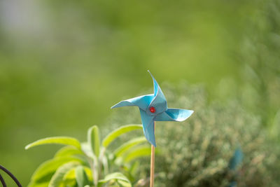 Close-up of a toy bird