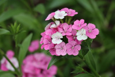 Close-up of pink flowering plant