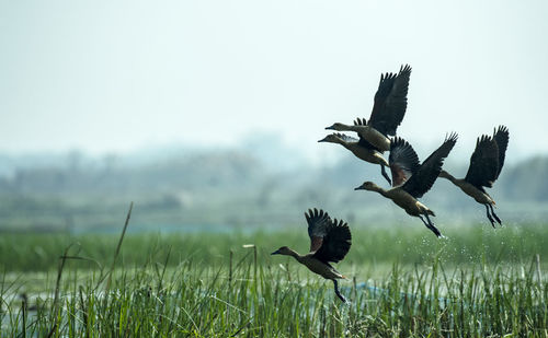 Bird flying over a field