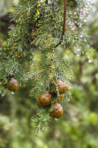 Close-up of pine cones hanging on tree