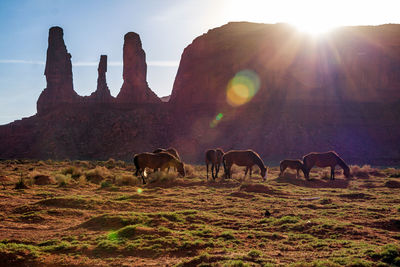 Horses in a field