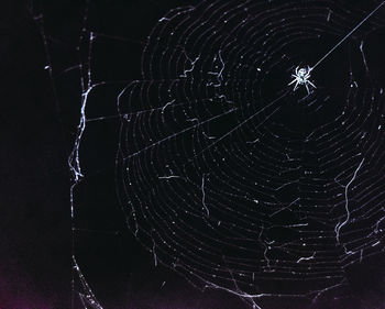 Close-up of spider web against black background