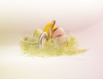 Close-up of flowers over white background
