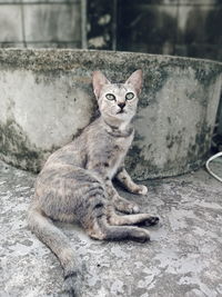 Portrait of cat relaxing on floor