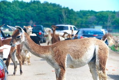 Guanacos standing on dirt road during sunny day