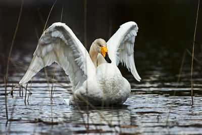Swan swimming on lake 
