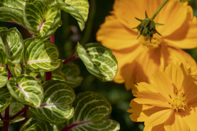 Close-up of yellow flowering plant