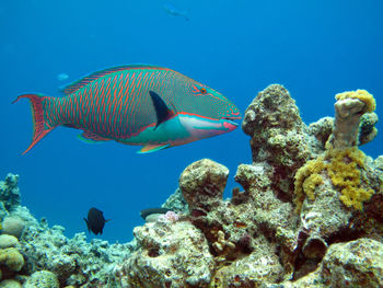 Fish swimming in sea