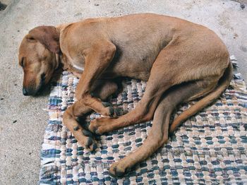 Dog lying on floor