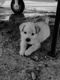 Portrait of dog relaxing on land