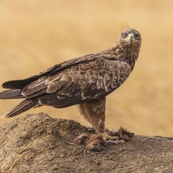 Close-up of bird perching on rock