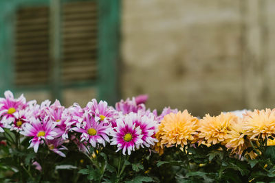 Close-up of flowers