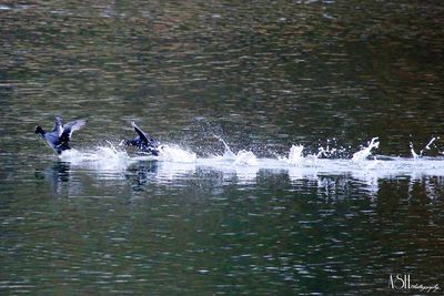 Birds swimming in lake