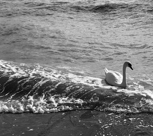 View of swan swimming in sea