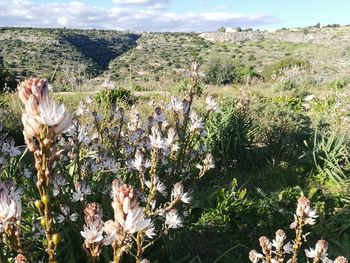 View of plants on landscape against sky