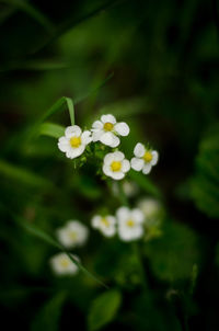 Close-up of white flowering plant